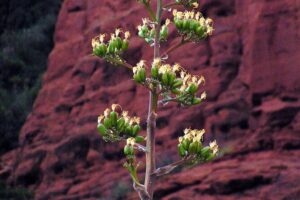 Grand Canyon South Rim Day Trip from Flagstaff - Morning Drive: From the High Country to Route 66 History