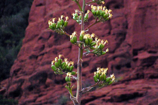 Grand Canyon South Rim Day Trip from Flagstaff - Morning Drive: From the High Country to Route 66 History
