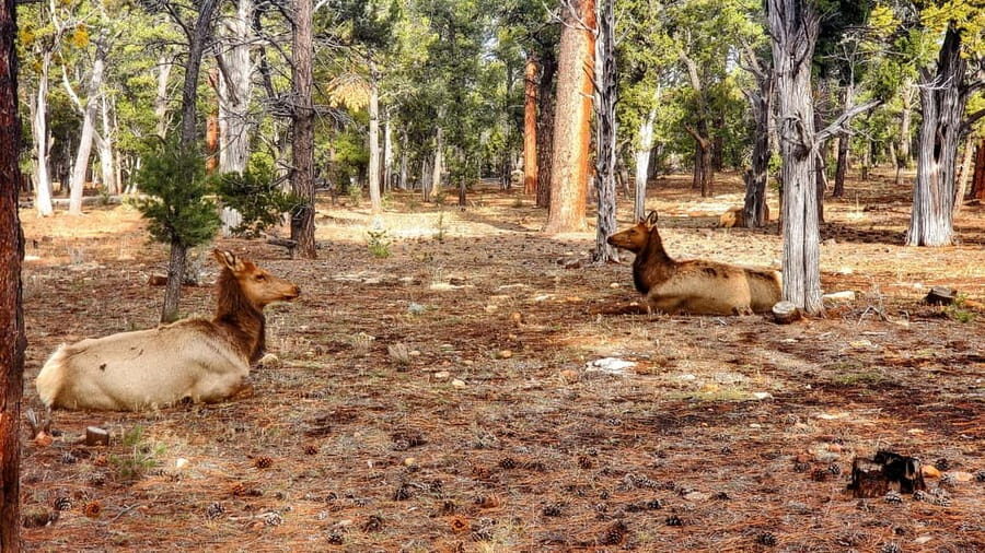 Grand Canyon South Rim Sunset Tour wth Dinner included - Who This Tour Suits Best (and Who Might Skip It)